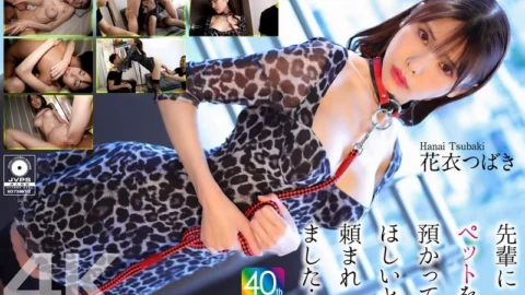 CRNX-254 [4K] My senior asked me to take care of his pet… Hanagoromo Tsubaki